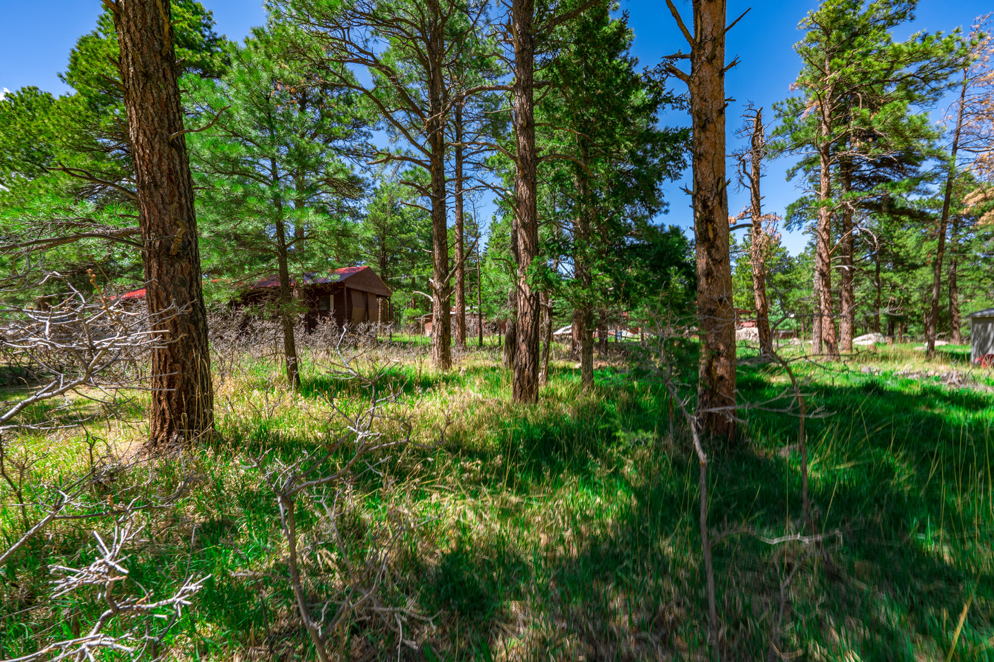 0.27-Acre Wooded Lot in Pueblo County, CO - $250/mo