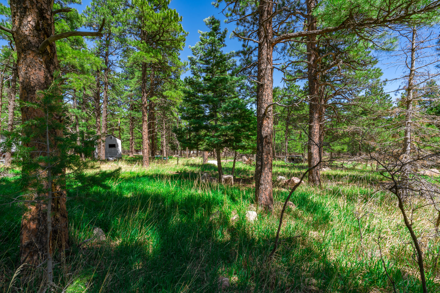 0.27-Acre Wooded Lot in Pueblo County, CO - $250/mo